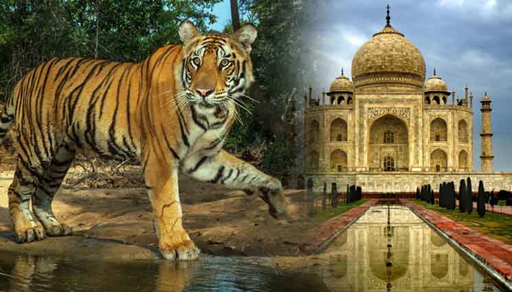 Entre Historia y Naturaleza: Un Viaje de Lujo a la India con Tigres y el Taj Mahal